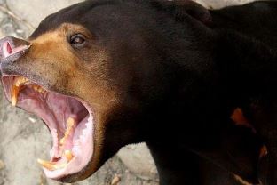 Petani karet di Kuantan Singingi selamat dari terkaman beruang setelah pura-pura pingsan (foto/ilustrasi)